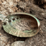 Abalone Schelp