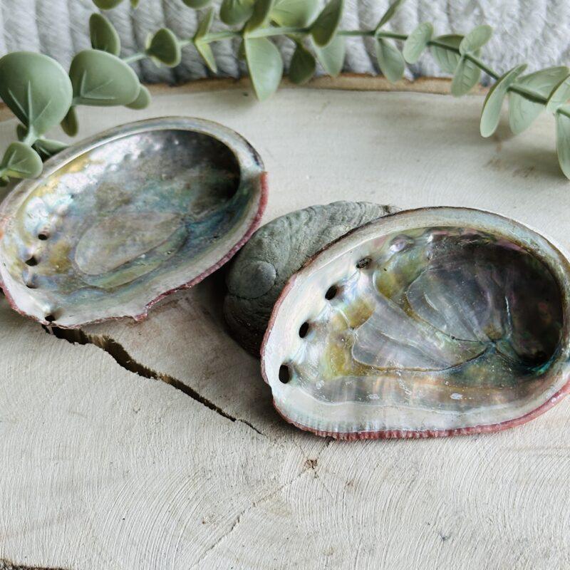 Abalone schelp 7-9 cm